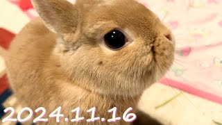 【気になるゲーム??】毎日の30秒ひなちゃん🐰✨【2024.11.16のひな】[うさぎ]