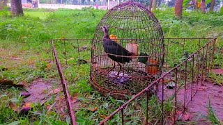 How Dahuk Birds Fall into the Trap - Best Waterhen Bird Trap - Animals Around BD