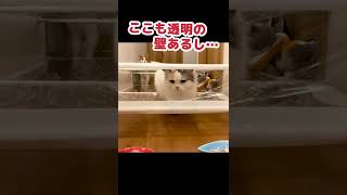 おやつが欲しすぎて顔でラップをやぶる猫 #Shorts 【猫アテレコ】