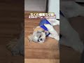 【寝落ち】【愛犬】ちくわ シーズー 寝落ち寸前！