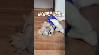 【寝落ち】【愛犬】ちくわ(シーズー)寝落ち寸前！