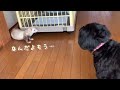 貴重映像✨フェレットと犬の大乱闘がこちら。……フェレットが強すぎるw valuable video. a quarrel between a dog and a ferret.