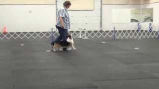 Cyber Rally-O Level II Course 2  Coup'r Corgi Prancing