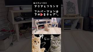 【切り抜き】新しく子猫をお迎えしました #shorts #猫 #子猫