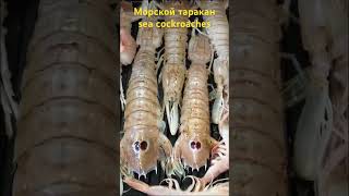 sea ​​cockroaches ,морские тараканы #greece #seacockroache #seafood #тараканы