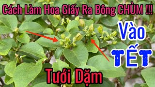 Cách Làm Bông Tết cho Hoa Giấy Ta, Giấy Ghép ! ( Tưới Dặm).