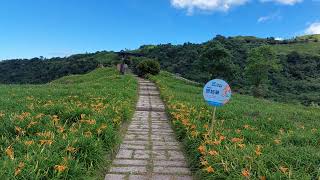 2022年一期一會金針花季在花蓮／60石山初綻放巡禮 20220811#60石山 #金針花海 #忘憂花 #一日美人 #玉里國風計程車團隊