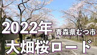 【地元を離れて暮らす皆様へ】2022年 大畑桜ロード 今年も綺麗に咲きました。【青森桜スポット】