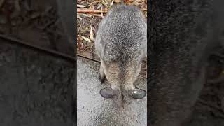 Cute \u0026 friendly wallaby loves the camera | Cleland Wildlife Park | Adelaide Hills