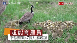 雁界的超能幼稚園老師！一隻成雁帶47幼雁網友驚嘆：「真不容易」