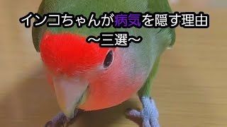 インコちゃんが病気を隠す理由～三選～　3 reasons parakeets hide their illness