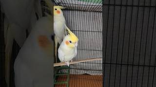 Cockatiel | The bird will steal your Heart