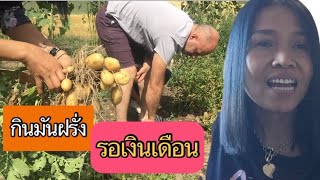 ขุดมันฝรั่งกินรอเงินเดือนออก แจ้งข่าวทำไมหายหน้าไปนานไม่ทำวิดีโอเลย ?