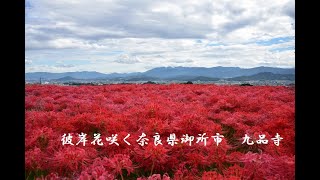 彼岸花咲く奈良県御所市　九品寺　写真紀行　2021