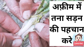 लायसेंस फसल अफ़ीम में तना सड़न की पहचान करे। licence crop opium farming