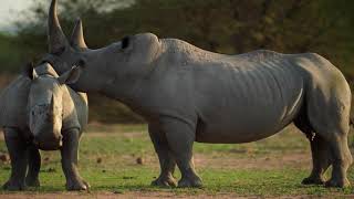 The last 2 Rhinos