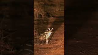 Mouse Deer #shorts