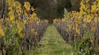 A European wine that echoes the EU's motto? It's now available in a bottle