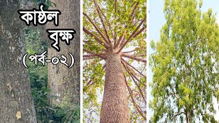 কাষ্ঠল বৃক্ষ পর্ব - ২ | Woody Plants Episode – 2 | How Woody Plants Grow?