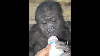 Smuggled Baby Gorilla Rescued at Istanbul Airport