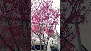 Linkou Mitsui outlet cherry blossoms 🌸#Taiwan#Linkou