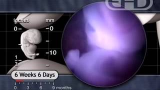 Embryonic Development: 6 to 8 Weeks