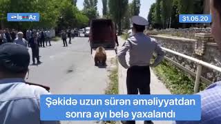 Şəkidə uzun sürən əməliyyatdan  sonra ayı belə yaxalandı