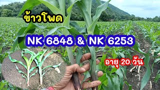 ความแตกต่างข้าวโพด NK 6253และNK6848 ช่วงอายุ20วัน