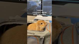 Things you don’t know about bunnies: vet check ups and rabbit care health