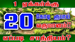 ஒரு ஏக்கரில் கோடிகளில் வருமானமா? | santhana maram valarpu tamil | Sandalwood Farming | Agricultural