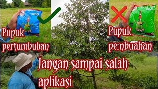 Jangan salah aplikasi pupuk untuk pertumbuhan, pohon durian awal tanam sampai umur 3 tahun