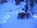 një familje rrëqebujsh në shqipëri a balkan lynx family in albania