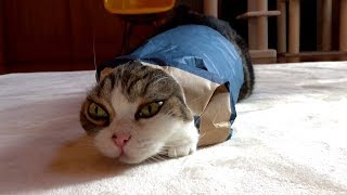 青い紙袋を着こなすねこ。-Maru wears the blue paper bag stylishly.-