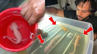 ঘরের ভিতর হাত-পা ওয়ালা মাছ এর চাষ । Axolotls | Mexico rare Fish in Bangladesh