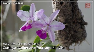 카틀레야 왈케리아나 아퀴니 '기후' (Cattleya walkeriana fma. aquinii ‘Gifu’)    [화이 Orchid Story]