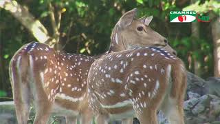 চিত্রা হরিণ নিয়ে বিশেষ প্রতিবেদন