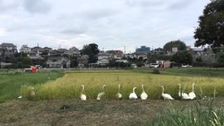 手賀沼😁 白鳥の稲刈り？