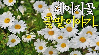 ☞데이지꽃의꽃말과이야기입니다.평화로운날들보내세요~^^