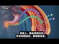 乳清蛋白比白麵包 更飆高胰島素 柏格醫生 dr berg