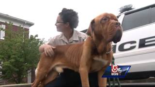 Emaciated dog found starving, digging through garbage