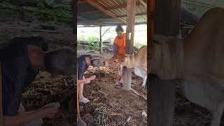 วิธีการสนตะพายวัวแบบภูมิปัญญาโบราณ #เลี้ยงวัว #อาชีพเสริม # #เกษตรวันหยุดภานุส์