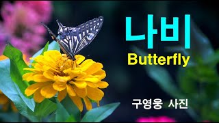 나비  - 구영웅 사진 - Butterfly - largeur - der Schmetterling - 横幅. - 蝴蝶 - anchura -