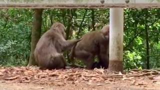 世界遺産　屋久島の自然・・さる　発見！！