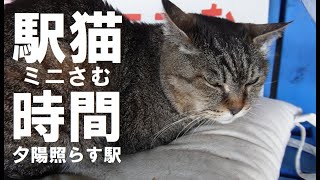 【駅猫時間】〜夕陽照らす時間〜