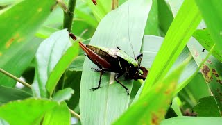 Sounds of Eobiana Engelhardti Subtropica