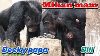 パパ、ママ、ディル、謎のマックス（Dad, Mam and Dill、Max's mysterious behavior）　多摩動物公園　チンパンジー　202210