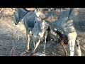 Nature's Rendezvous: Donkey Mating Scene ‎@Animalslife142 