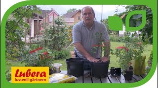 Tomaten im Topf pflanzen