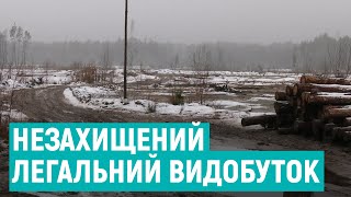 Чому легальний видобуток бурштину так і не почався на Рівненщині