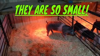 We have PIGS!!! | HOW TO RAISE SHOW PIGS